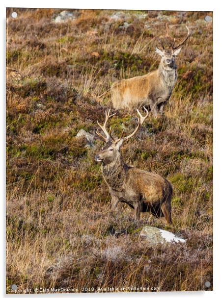 Red Deer Stags Acrylic by Iain MacDiarmid