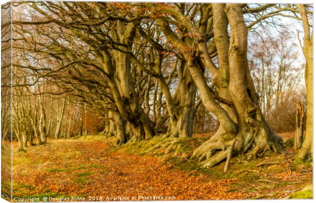 Linhouse Glen Canvas Print by Douglas Milne