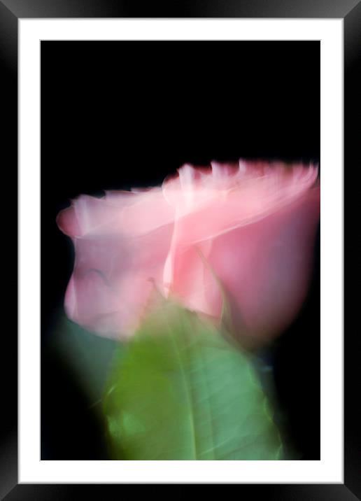 Rose in motion Framed Mounted Print by Larisa Siverina
