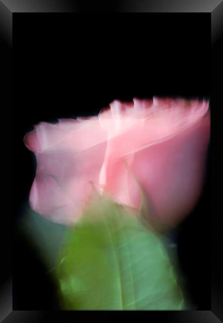 Rose in motion Framed Print by Larisa Siverina
