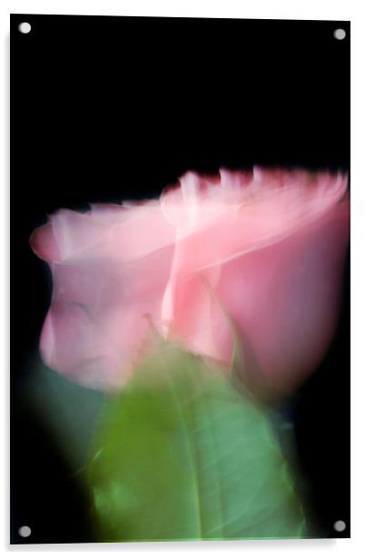 Rose in motion Acrylic by Larisa Siverina