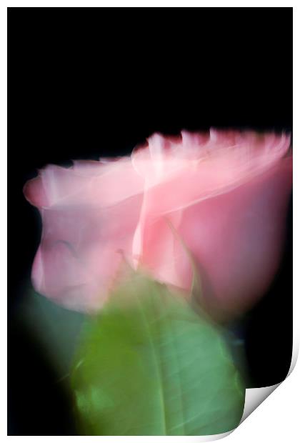 Rose in motion Print by Larisa Siverina