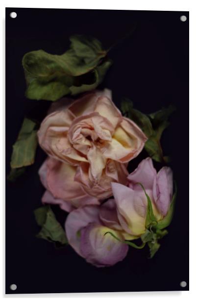 Faded rose Acrylic by Larisa Siverina