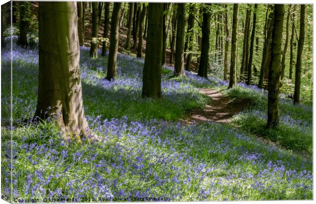 Bluebell Wood, Moss Valley 1 Canvas Print by Lisa Hands