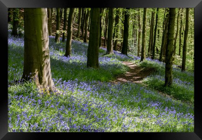 Bluebell Wood, Moss Valley 1 Framed Print by Lisa Hands
