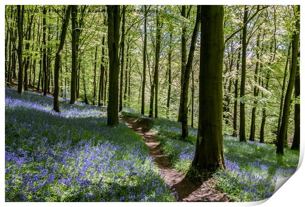 Bluebell Wood, Moss Valley 2 Print by Lisa Hands