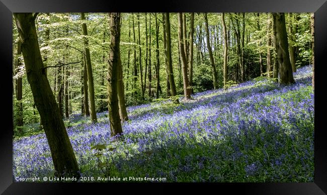 Bluebell Wood, Moss Valley 3 Framed Print by Lisa Hands