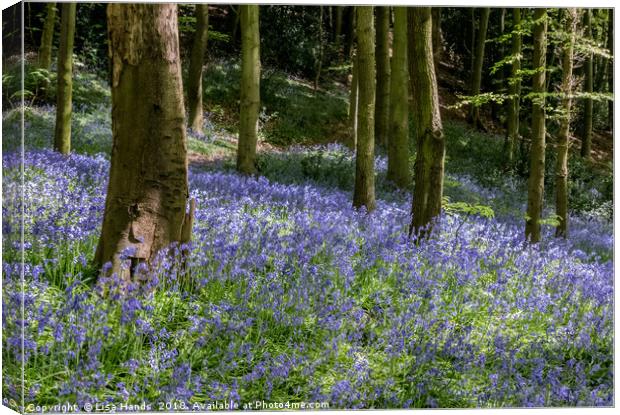 Bluebell Wood, Moss Valley 4 Canvas Print by Lisa Hands