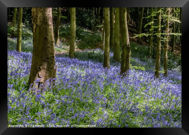 Bluebell Wood, Moss Valley 4 Framed Print by Lisa Hands
