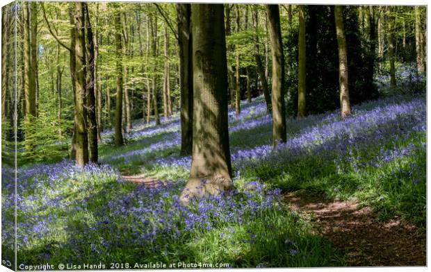 Bluebell Wood, Moss Valley 5 Canvas Print by Lisa Hands