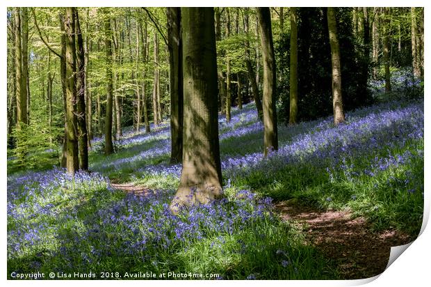 Bluebell Wood, Moss Valley 5 Print by Lisa Hands