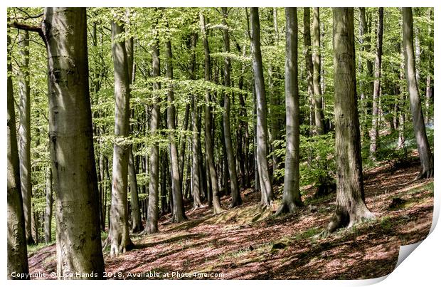 Beech Wood, Moss Valley, Derbyshire Print by Lisa Hands