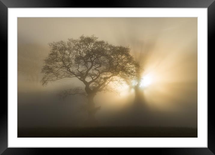 Oak trees on a foggy winter morning Framed Mounted Print by Andrew Kearton