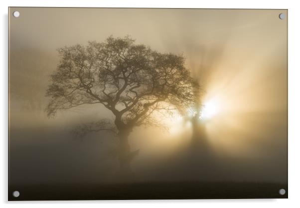Oak trees on a foggy winter morning Acrylic by Andrew Kearton