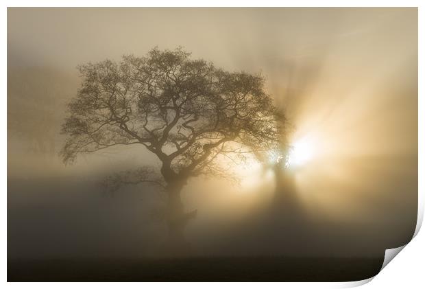 Oak trees on a foggy winter morning Print by Andrew Kearton