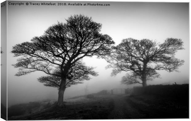 Silhouettes in the Mist Canvas Print by Tracey Whitefoot