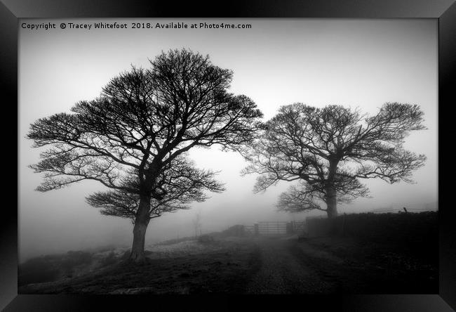 Silhouettes in the Mist Framed Print by Tracey Whitefoot