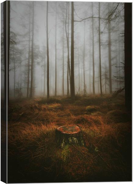 Woodland Canvas Print by andrew bagley