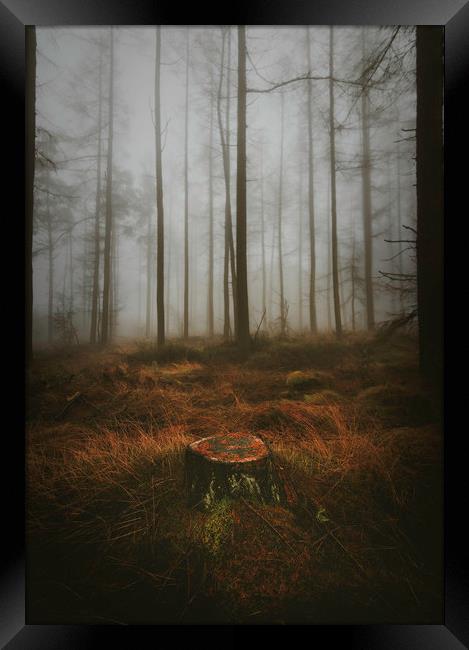 Woodland Framed Print by andrew bagley