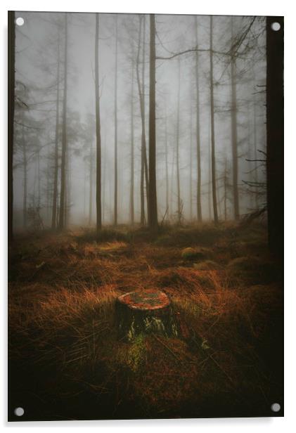 Woodland Acrylic by andrew bagley