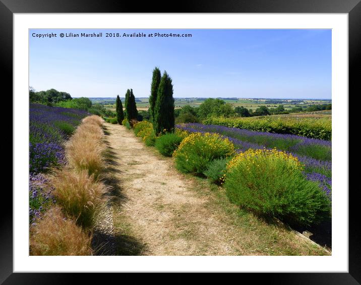 Yorkshire lavender Farm.  Framed Mounted Print by Lilian Marshall