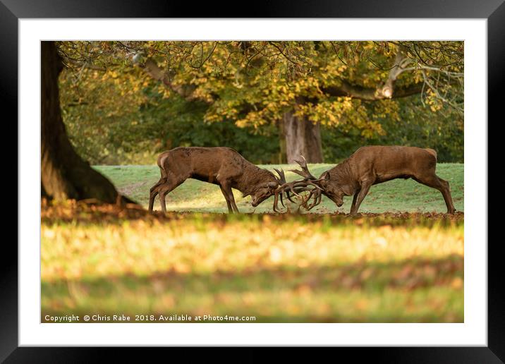 Red Deer stags sparring (Cervus elaphus) Framed Mounted Print by Chris Rabe
