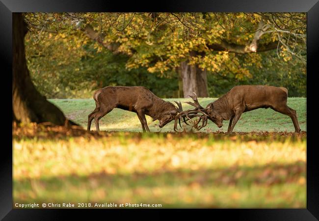 Red Deer stags sparring (Cervus elaphus) Framed Print by Chris Rabe