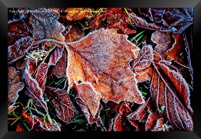 Frosty Leaves Framed Print by Martyn Arnold