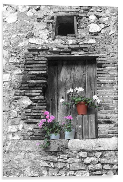 Pelagonium flowers on window sill Acrylic by Kevin Hellon