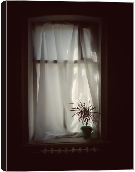 Pot plant on window Canvas Print by Larisa Siverina