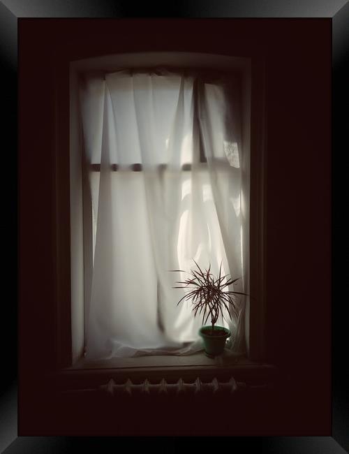 Pot plant on window Framed Print by Larisa Siverina
