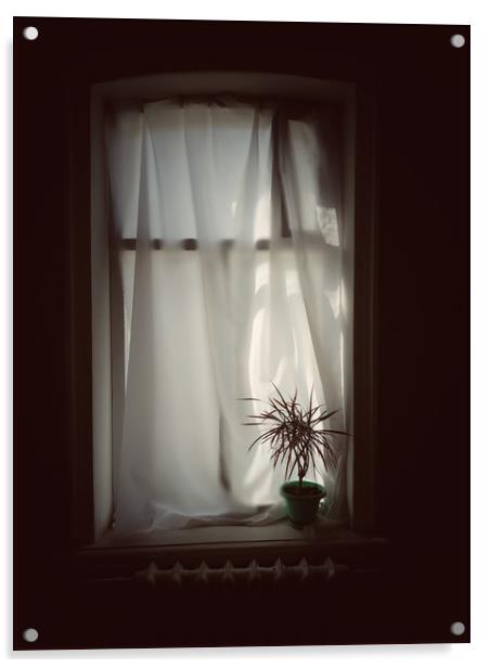 Pot plant on window Acrylic by Larisa Siverina