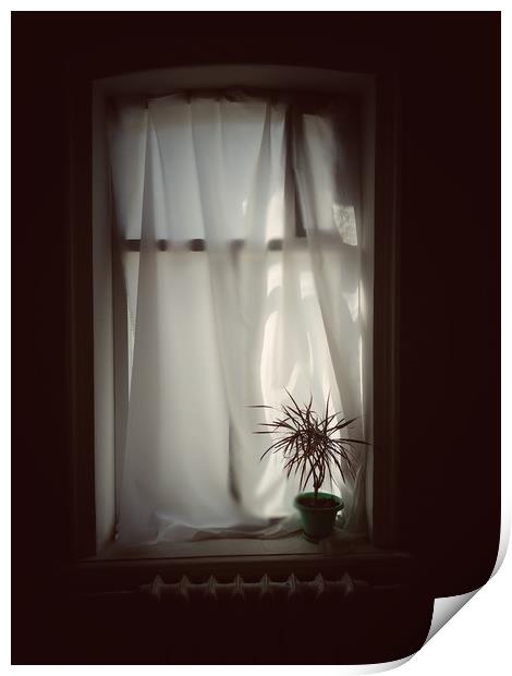 Pot plant on window Print by Larisa Siverina