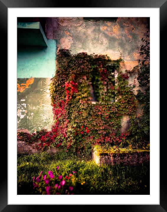 Old plant wall Framed Mounted Print by Larisa Siverina