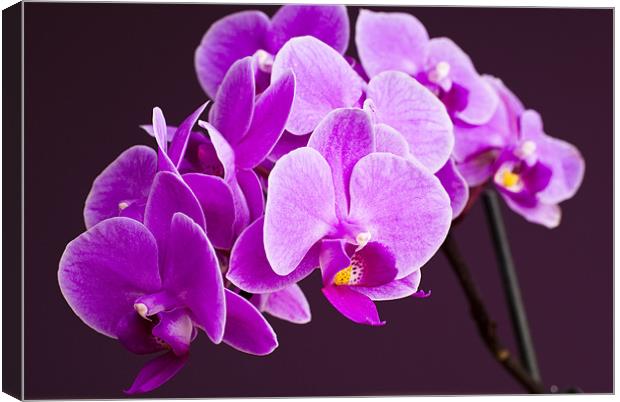 Pink Orchid flowers Canvas Print by Hugh McKean