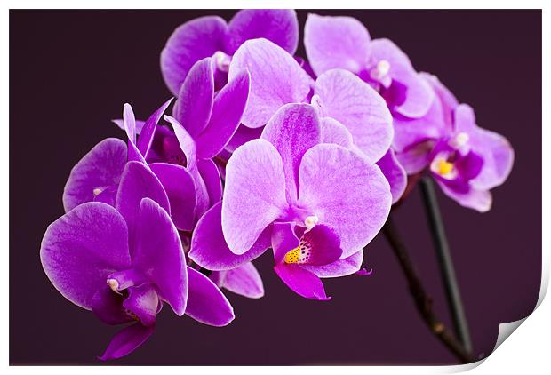 Pink Orchid flowers Print by Hugh McKean