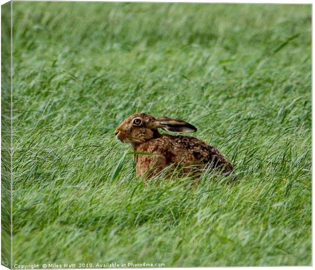 Brown Hare in the Grass Canvas Print by Miles Watt