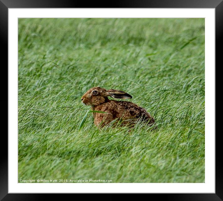 Brown Hare in the Grass Framed Mounted Print by Miles Watt