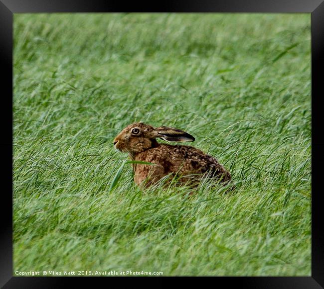 Brown Hare in the Grass Framed Print by Miles Watt
