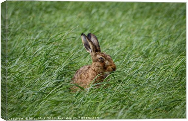 Inquisitive Hare - Is This My Best Side? Canvas Print by Miles Watt