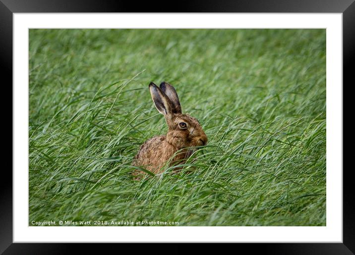 Inquisitive Hare - Is This My Best Side? Framed Mounted Print by Miles Watt
