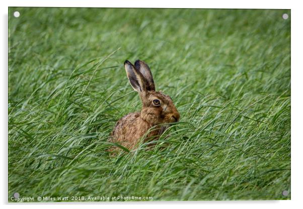 Inquisitive Hare - Is This My Best Side? Acrylic by Miles Watt