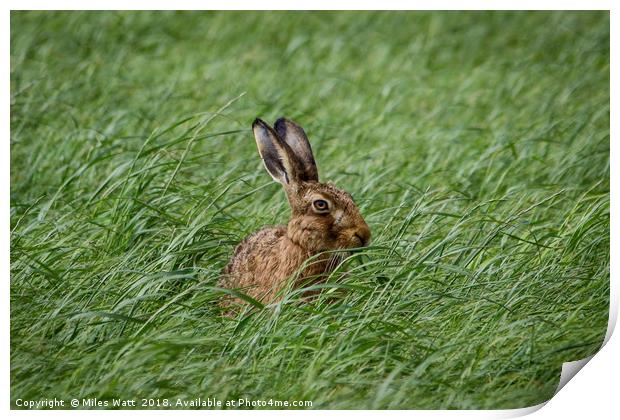 Inquisitive Hare - Is This My Best Side? Print by Miles Watt