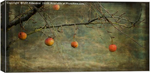 Apples in December Canvas Print by LIZ Alderdice