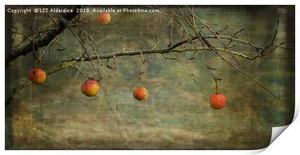 Apples in December Print by LIZ Alderdice