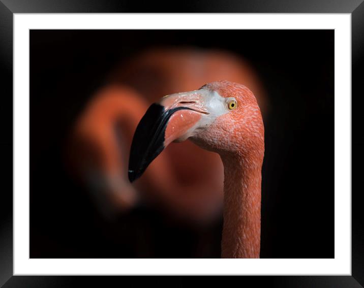 Flamingoes  Framed Mounted Print by Bryn Morgan