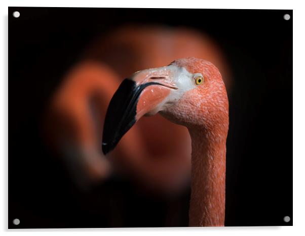 Flamingoes  Acrylic by Bryn Morgan