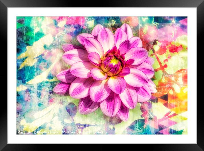 Pink dahlia with paint effect background Framed Mounted Print by Rosaline Napier