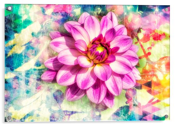 Pink dahlia with paint effect background Acrylic by Rosaline Napier