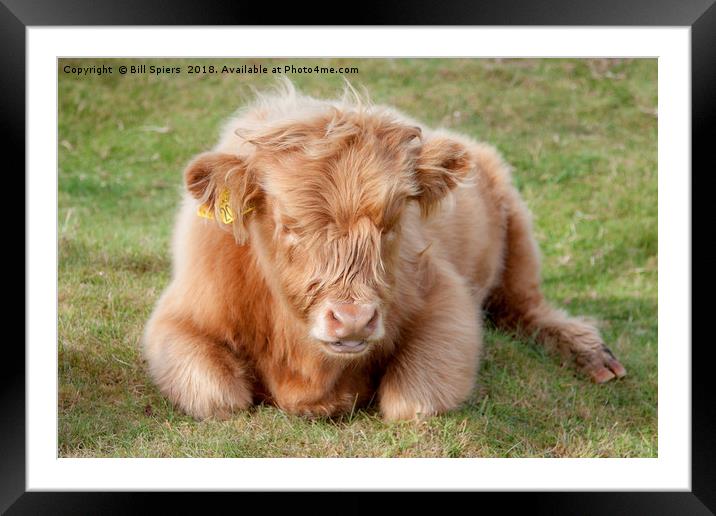 Heilin Coo Framed Mounted Print by Bill Spiers